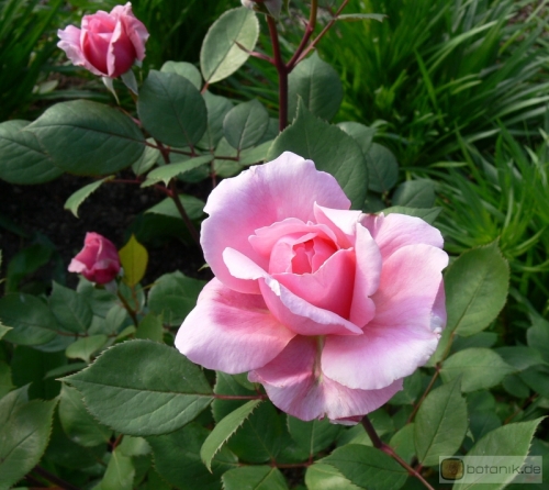Rosa Brother Cadfael -- Englische Rose Brother Cadfael